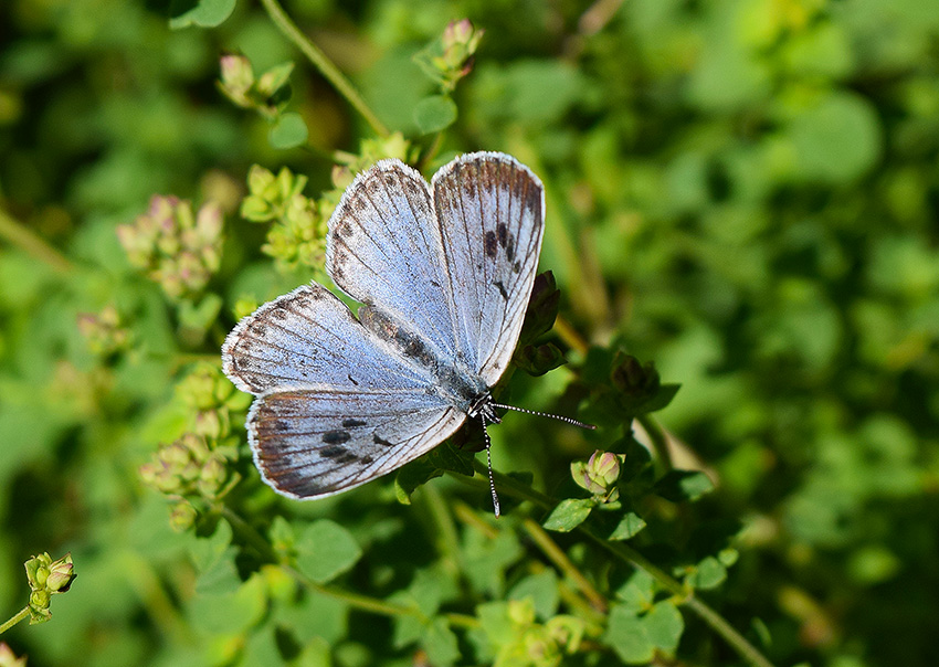 Maculinea arion - Lycaenidae